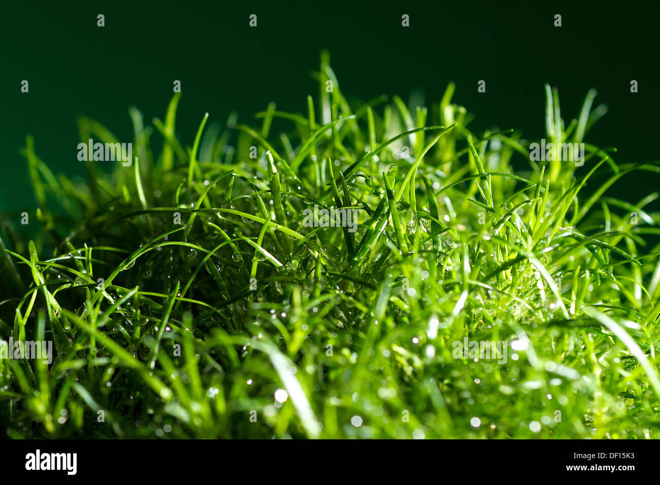 Berlin, Deutschland, Rasen bedeckt mit Wassertropfen Stockfoto