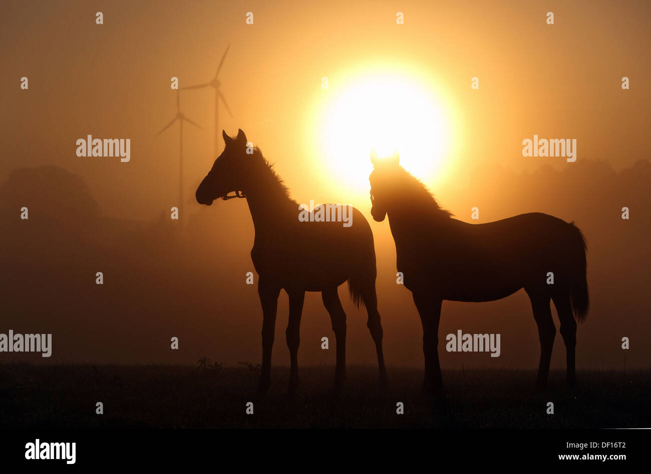 Görlsdorf, Deutschland, Silhouetten von Pferden bei Sonnenaufgang Stockfoto