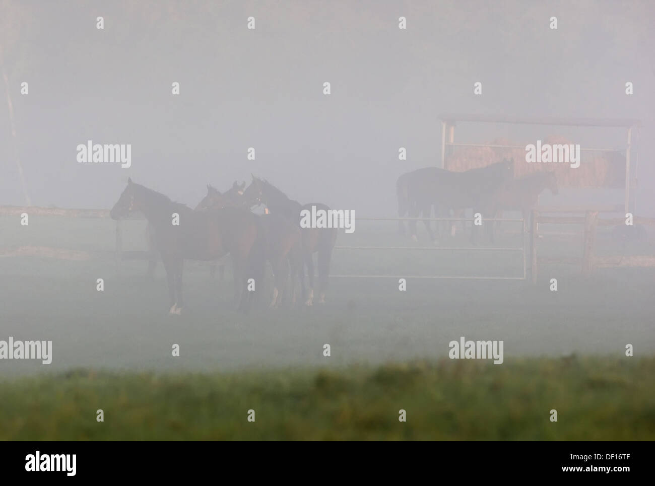 Görlsdorf, Deutschland, Pferde im Nebel auf der Weide Stockfoto