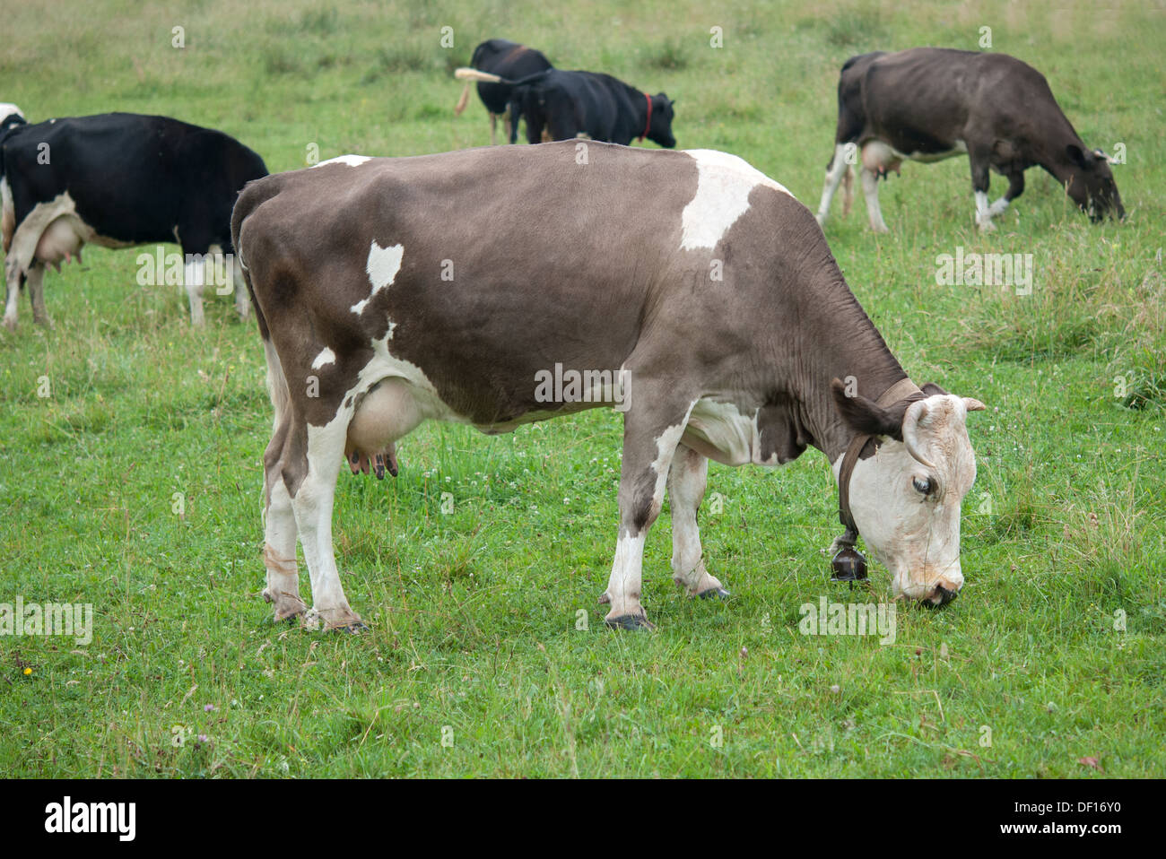 Kuh weidet auf grüner Wiese Stockfoto