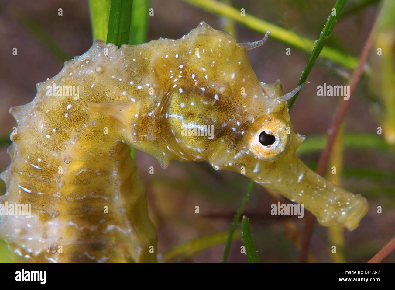 Kurz-snouted Seepferdchen (Hippocampus Hippocampus) Schwarzes Meer, Krim, Ukraine, Osteuropa Stockfoto