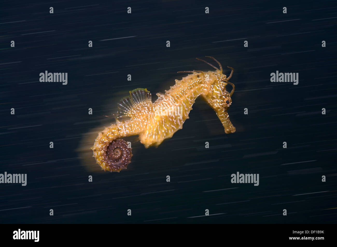 Kurz-snouted Seepferdchen (Hippocampus Hippocampus) Schwarzes Meer, Krim, Ukraine, Osteuropa Stockfoto