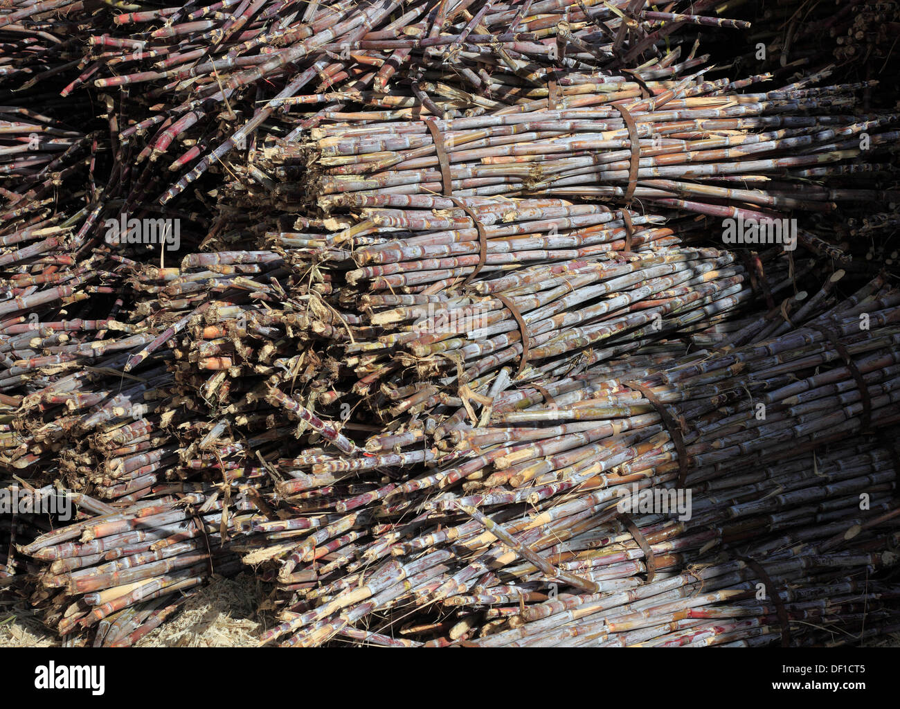 Die Insel Madeira, schneiden Zuckerrohr Saccharum officinarum Stockfoto