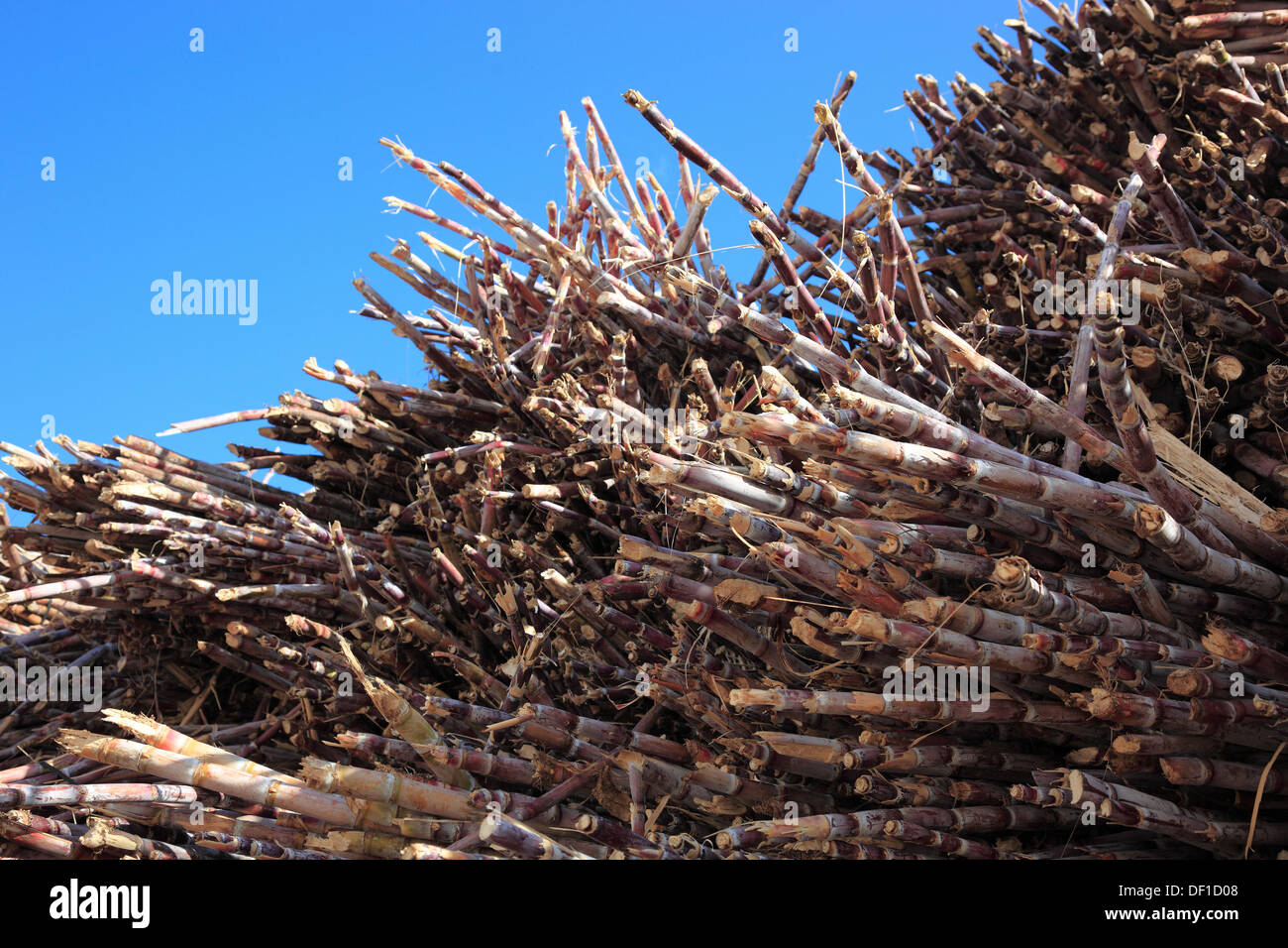 Die Insel Madeira, schneiden Zuckerrohr Saccharum officinarum Stockfoto