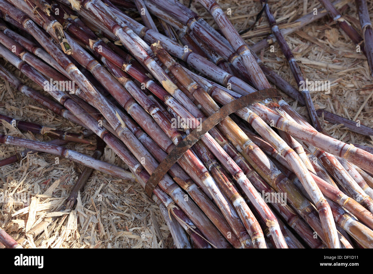 Die Insel Madeira, schneiden Zuckerrohr Saccharum officinarum Stockfoto