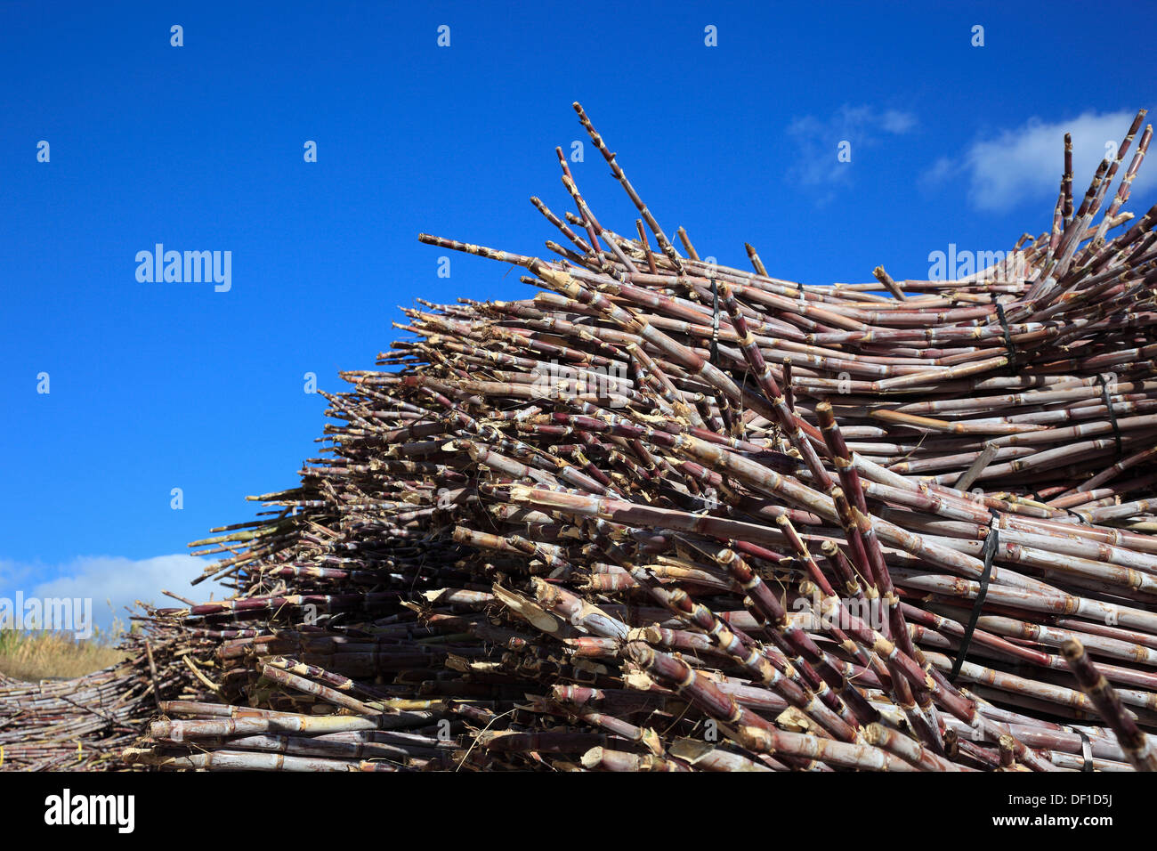 Die Insel Madeira, schneiden Zuckerrohr Saccharum officinarum Stockfoto