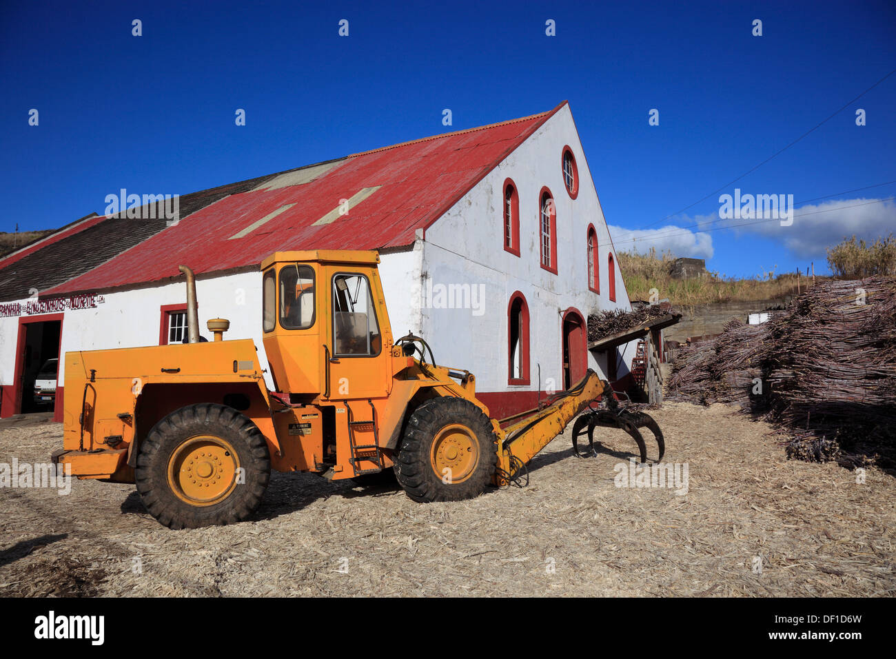 Die Insel Madeira, Porto da Cruz, Zuckerrohrfabrik, schneiden Zuckerrohr Saccharum officinarum Stockfoto