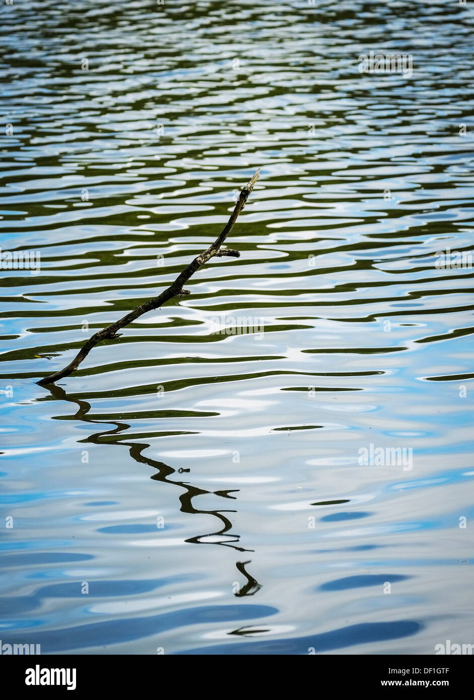 Ein Ast spiegelt sich in einem See. Stockfoto