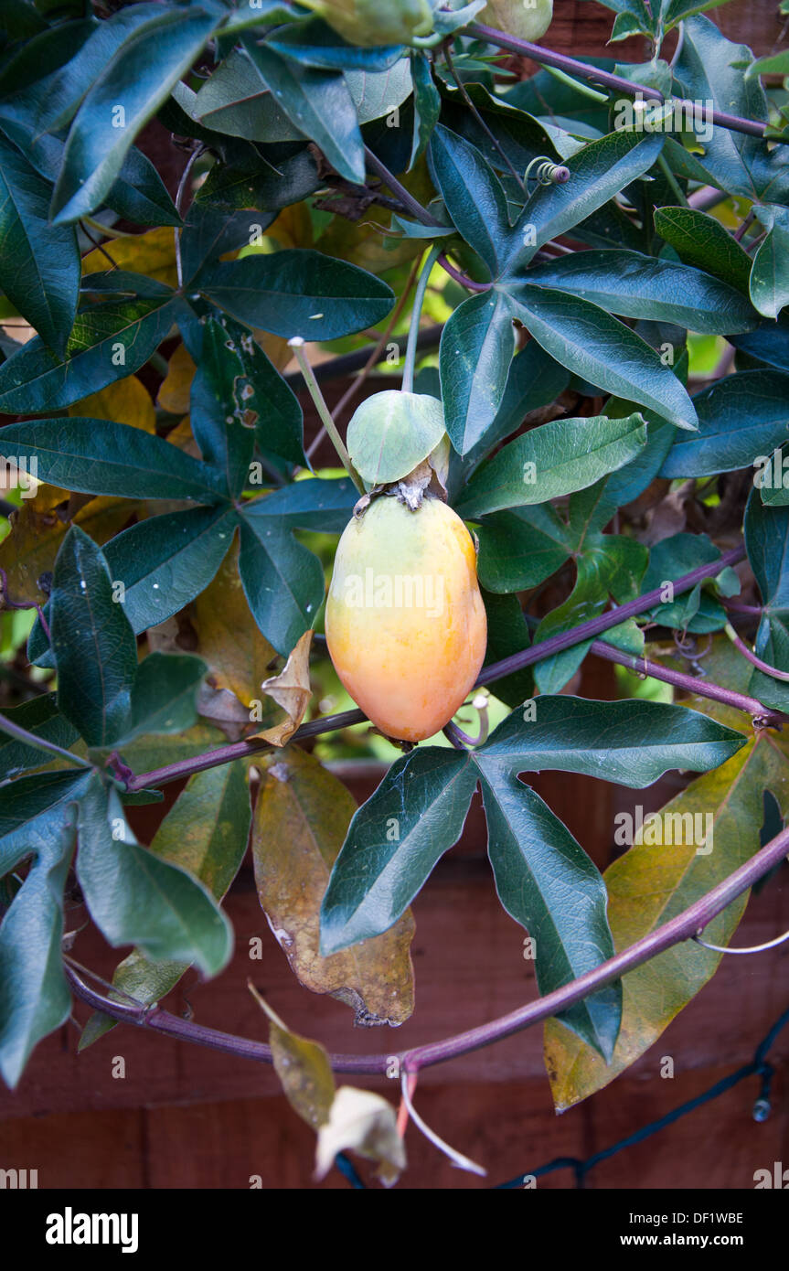 Passionsfrucht/Maracuja Stockfoto