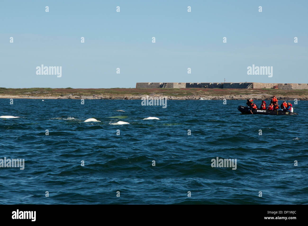 Kanada, Manitoba, Churchill. Churchill River Mündung, wilde Beluga-Wal (Delphinapterus Leucas). Walbeobachtung vom Schlauchboot Stockfoto