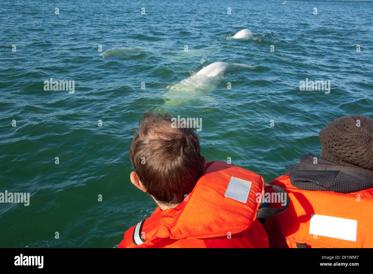 Kanada, Manitoba, Churchill. Churchill River Mündung, wilde Beluga-Wal (Delphinapterus Leucas). Walbeobachtung von Zodiac. Stockfoto