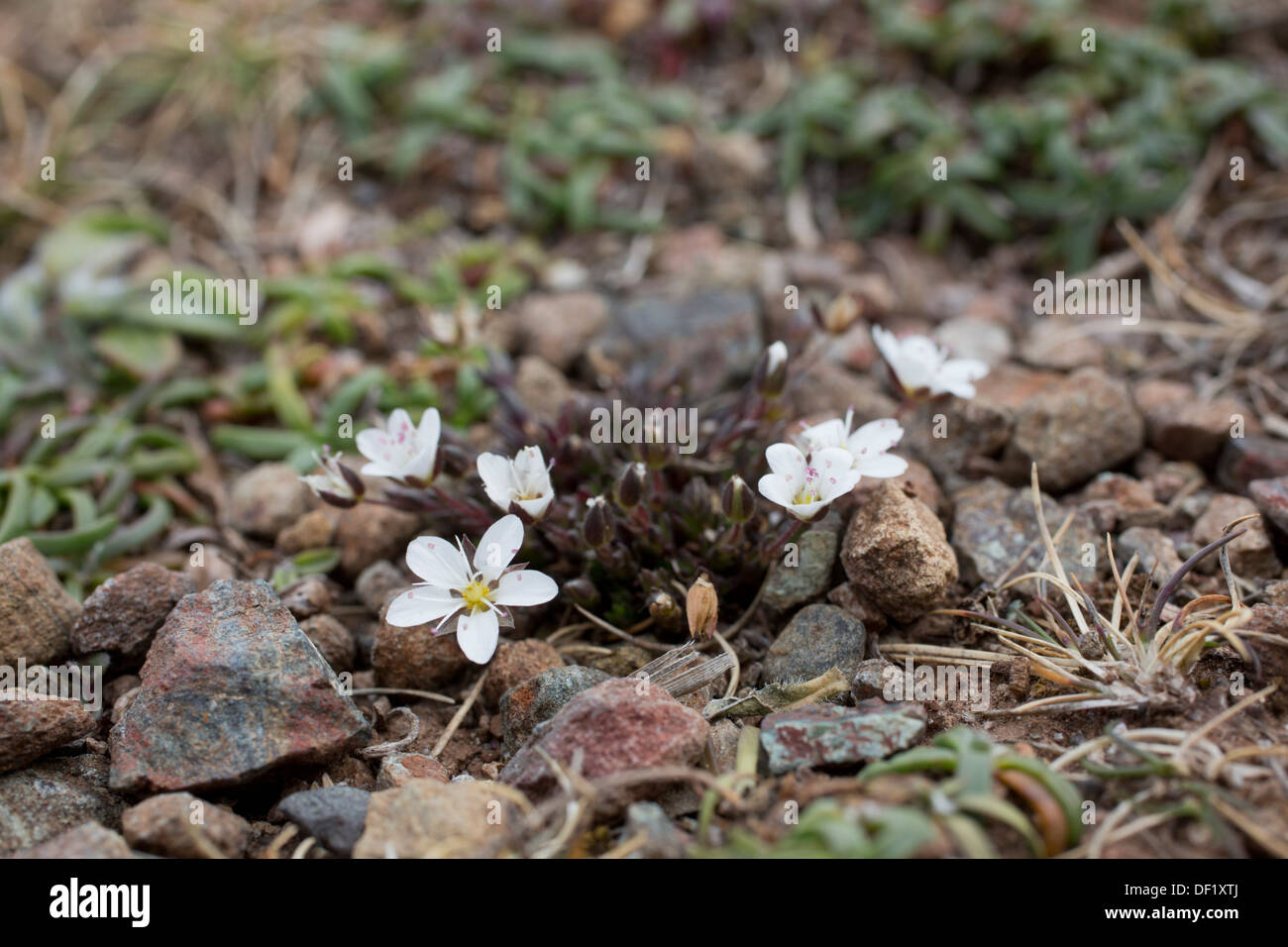 Frühling Sandwort; Minuartia Verna; Cornwall; UK Stockfoto