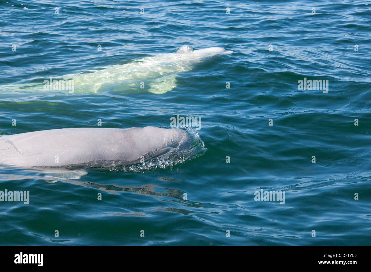 Kanada, Manitoba, Churchill. Churchill River Mündung, wilde Beluga-Wal (Delphinapterus Leucas). Stockfoto