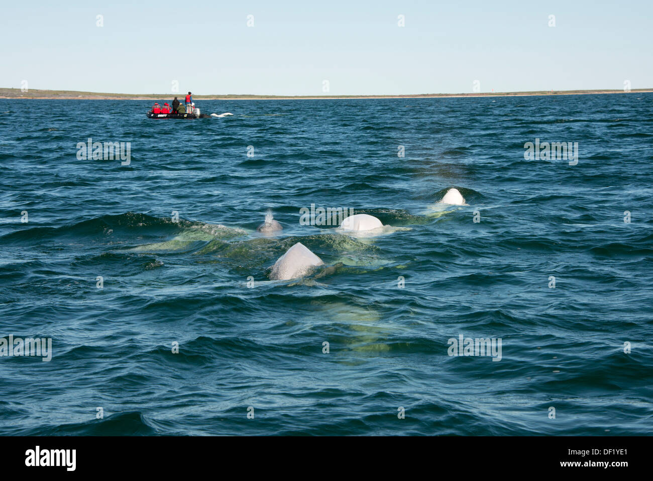 Kanada, Manitoba, Churchill. Churchill River Mündung, wilde Beluga-Wal (Delphinapterus Leucas). Zodiac Boot Whale-watching. Stockfoto