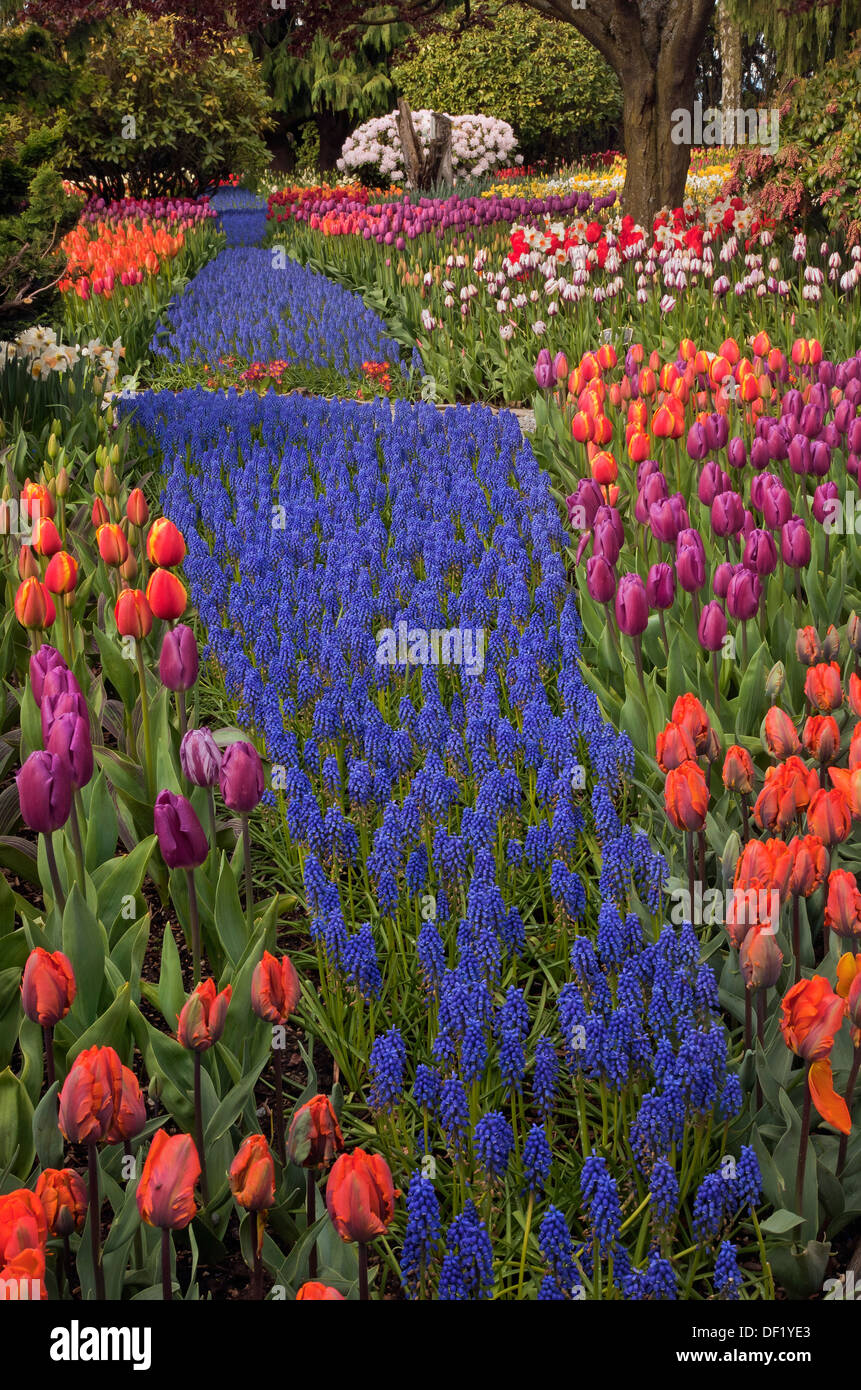 WASHINGTON - Bett von Tulpen, Hyazinthen, Narzissen und Rhododendren blühen im Schaugarten auf RoozenGaarde Lampe Bauernhof gemischt. Stockfoto