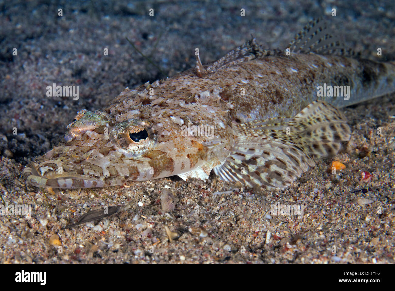 Krokodil-Fisch (Platycephalidae) getarnt auf sandigen Meeresboden in der Nacht. Stockfoto