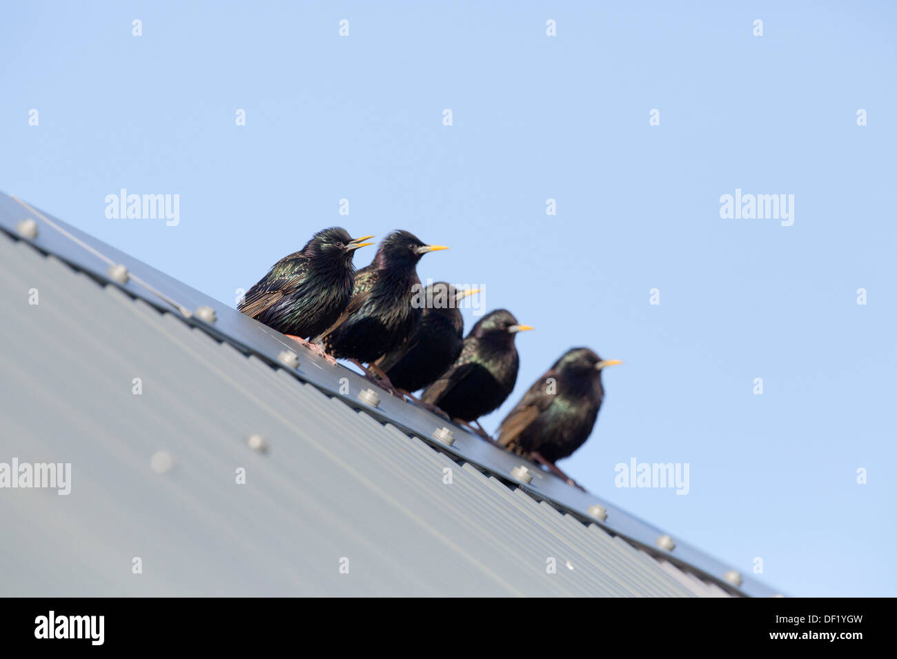Starling; Sturnus Vulgaris; Shetland; UK Stockfoto