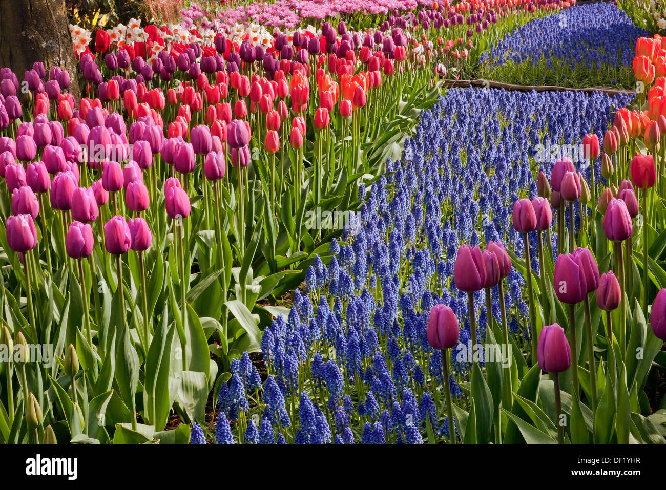 WASHINGTON - Bett von Tulpen, Hyazinthen, Narzissen und Rhododendren blühen im Schaugarten auf RoozenGaarde Lampe Bauernhof gemischt Stockfoto