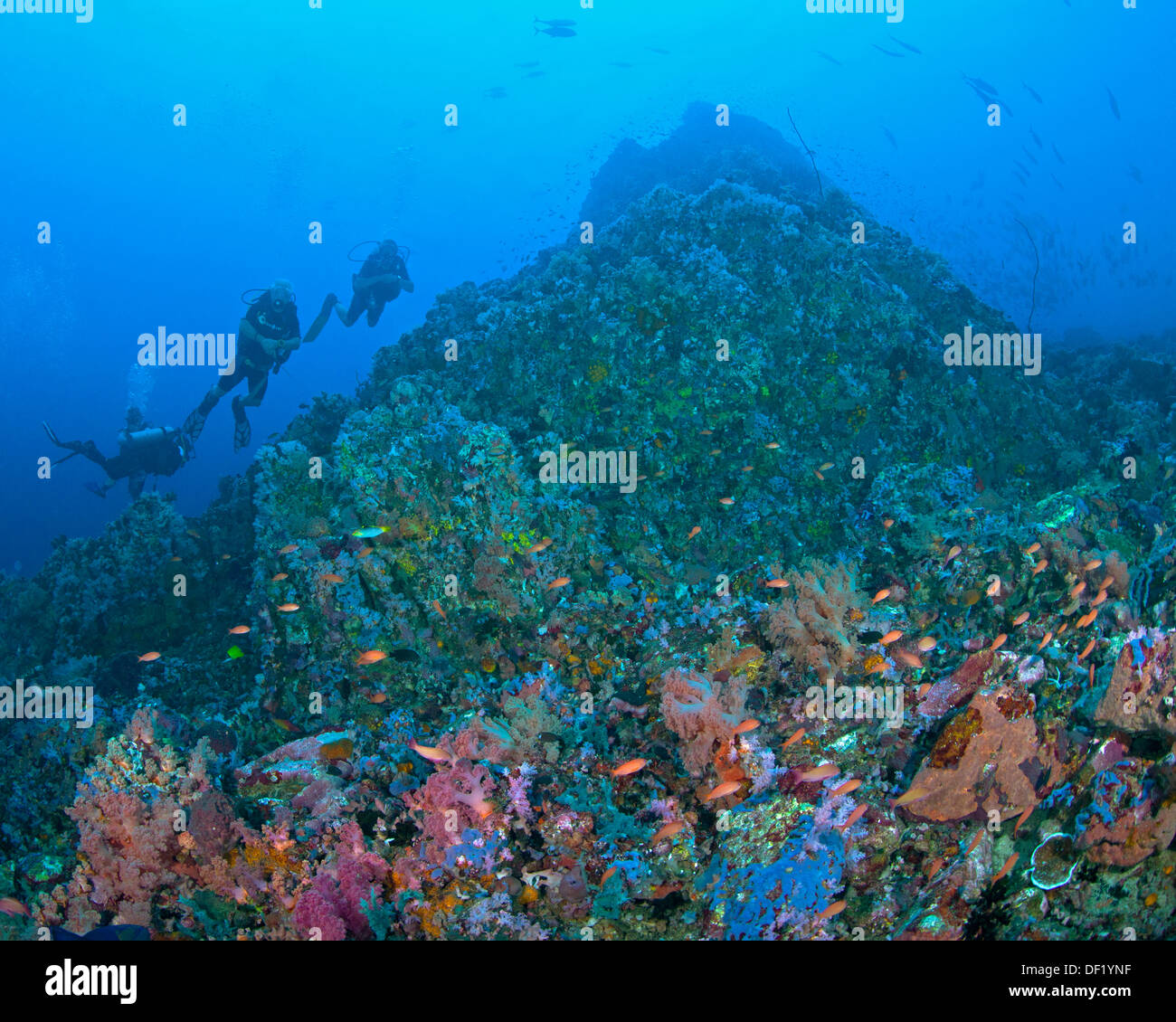 Taucher erkunden Sie üppige Korallenriffe rund um Verde Island in Philippinen. Stockfoto
