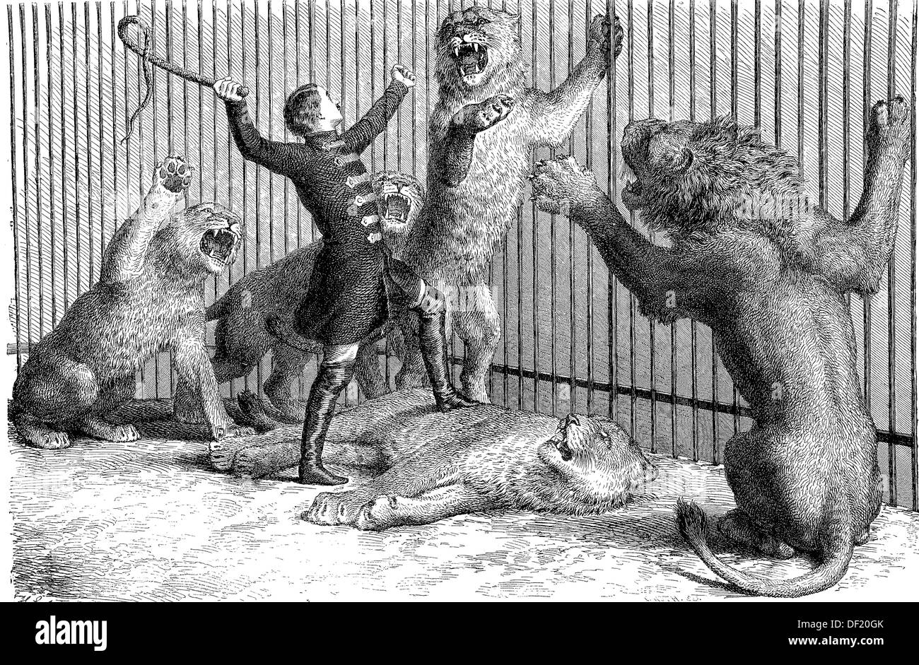 Thomas Batty, 1832-1903, Englisch Trainer und Zirkus-Besitzer und seine Löwen, Holzschnitt aus dem Jahr 1864 Stockfoto
