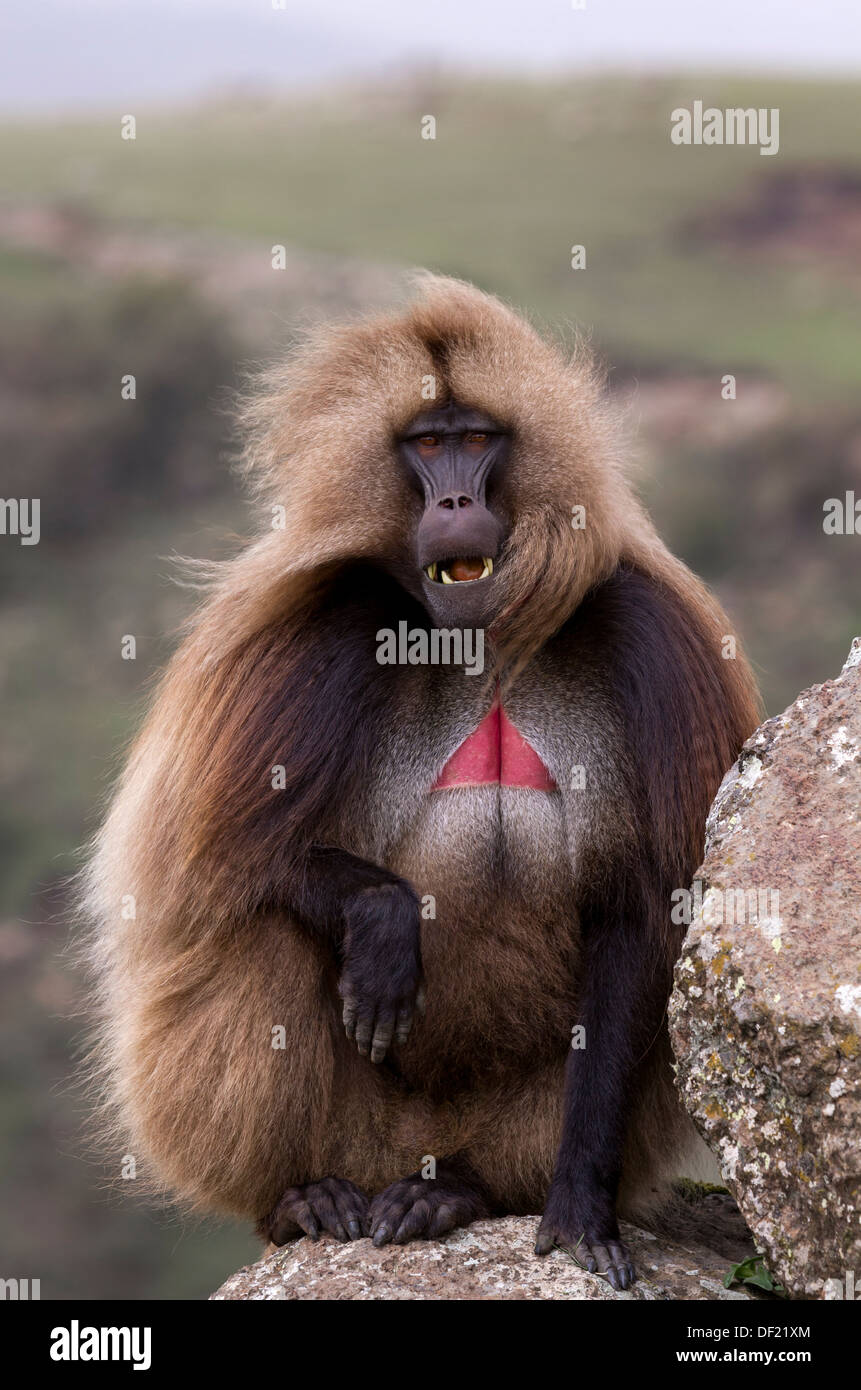 Porträt eines männlichen Gelada Pavian (Theropithecus Gelada) Simien Mountains Nationalpark Äthiopiens. Stockfoto