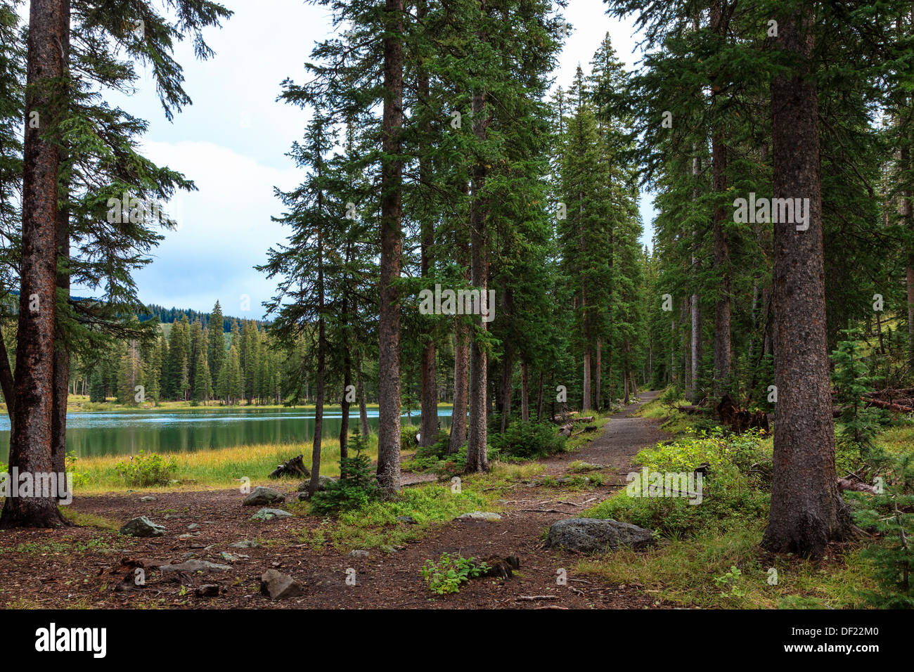 Waldspaziergang auf einer Uferpromenade am Grand Mesa National Forest, Colorado, Amerika Stockfoto