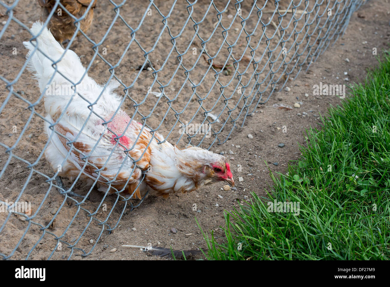 Ein Huhn erstreckt sich über einen Zaun auf Opa Tiny Hof, ein historischer Bauernhof und Touristenattraktion. Stockfoto