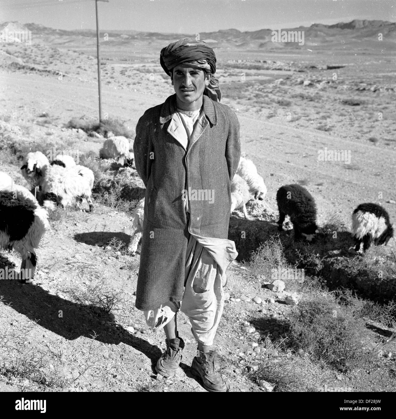 1950er Jahre, historisch, ein lokaler afghanischer männlicher Herdenbesitzer, ein Kuchi, mit Kopf-Turban mit seinem Vieh draußen auf kargem, staubigem Land im Süden Afghanistans, auf diesem Bild von J Allan Cash. Sie sind als Kochis und Kuchis bekannt und sind im Laufe der Jahrhunderte ein traditionell nomadisches Volk gewesen, das im Wesentlichen zu den Paschtunen gehört. Stockfoto