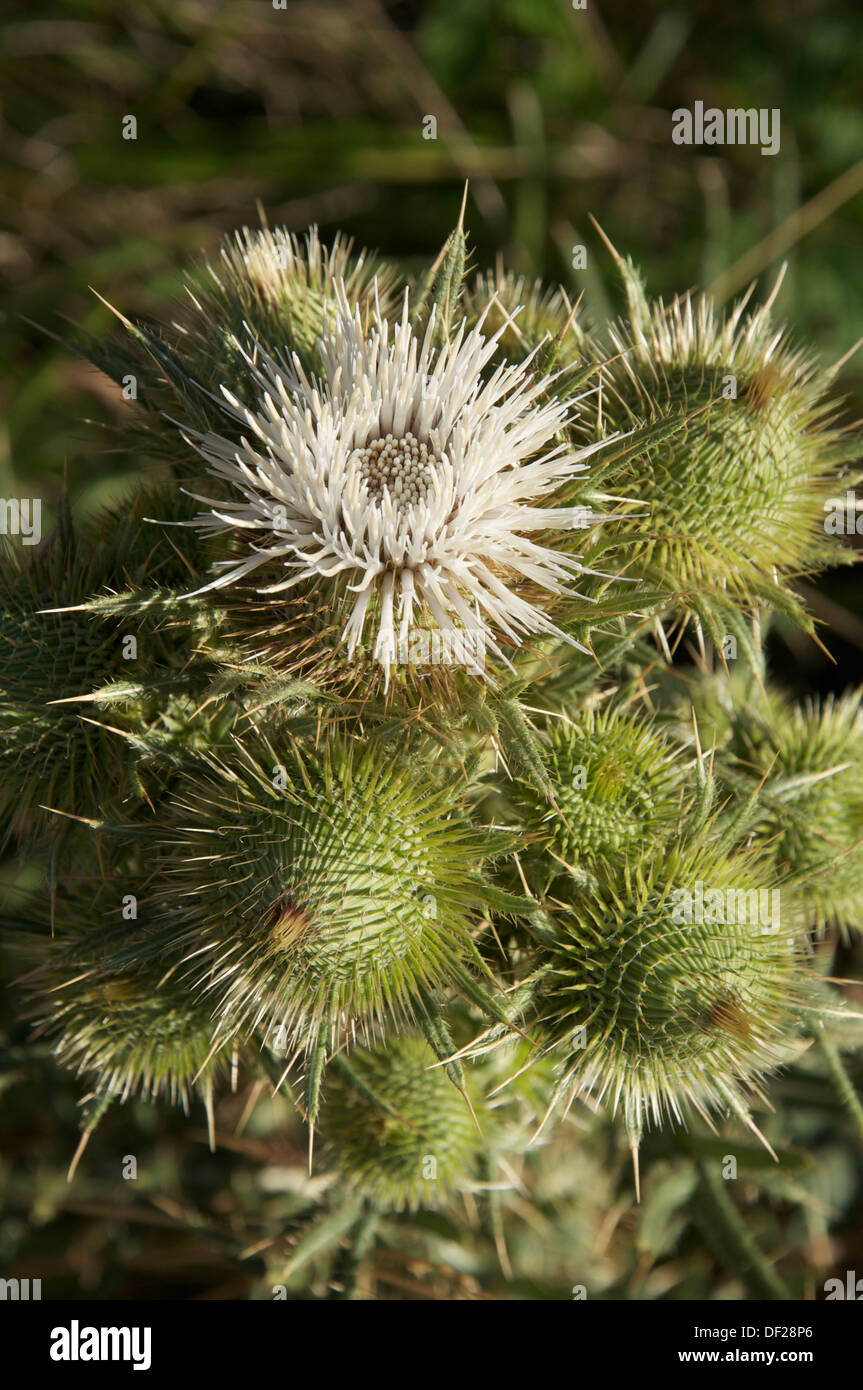 Eine Distel mit einer weißen Blume wächst im Südosten Frankreichs. Diese stacheligen Wildblumen der Familie Asteraceae wird oft als Unkraut angesehen. Stockfoto