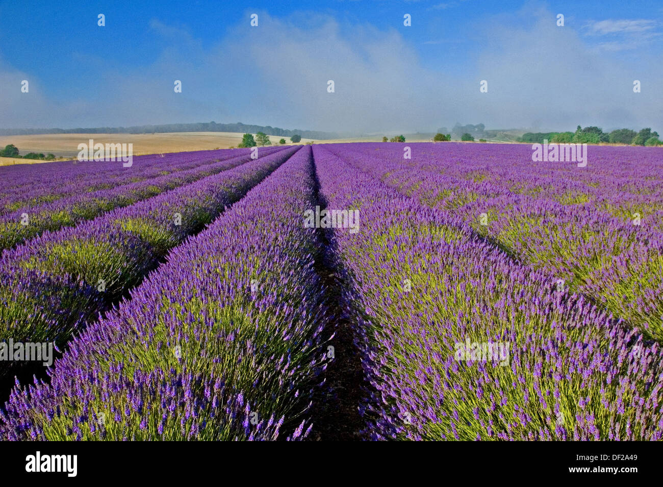 Snowshill in den Cotswolds und Linien der Lavendel in Felder sind in voller Blüte. Stockfoto