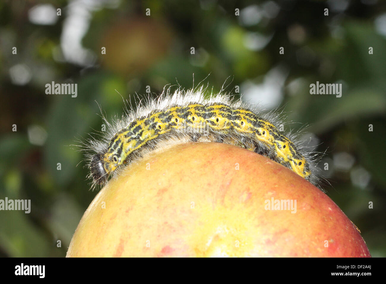 Caterpillar der Buff Tipp Motte Stockfoto