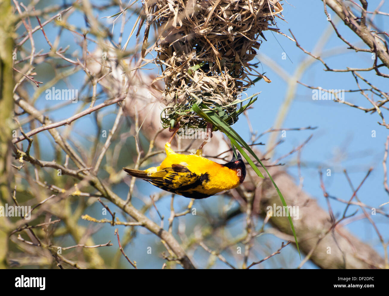Black-headed Webervogel weben nest Stockfoto