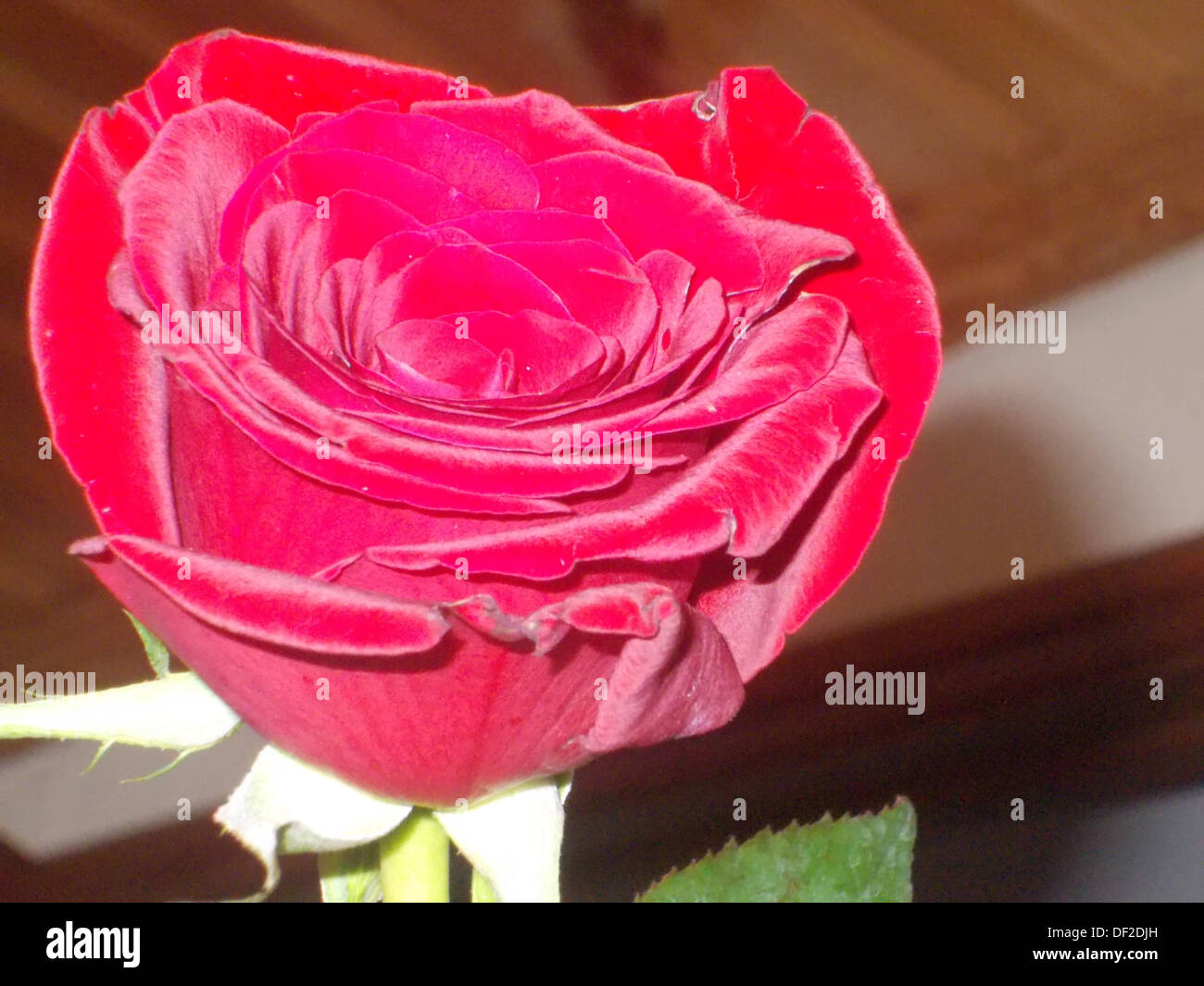Blumen Sonnenblumen Hummel Stockfoto
