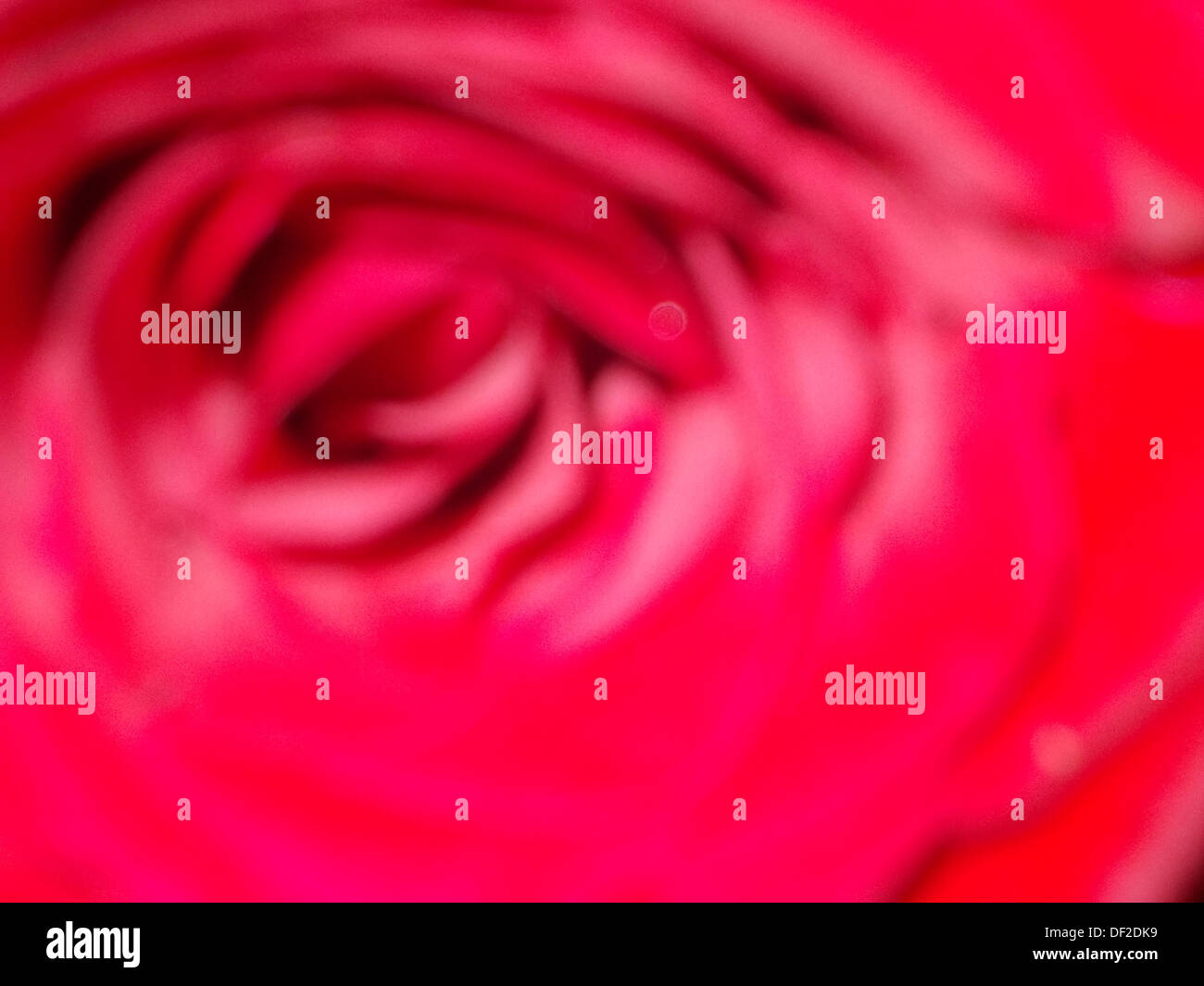 Blumen Sonnenblumen Hummel Stockfoto