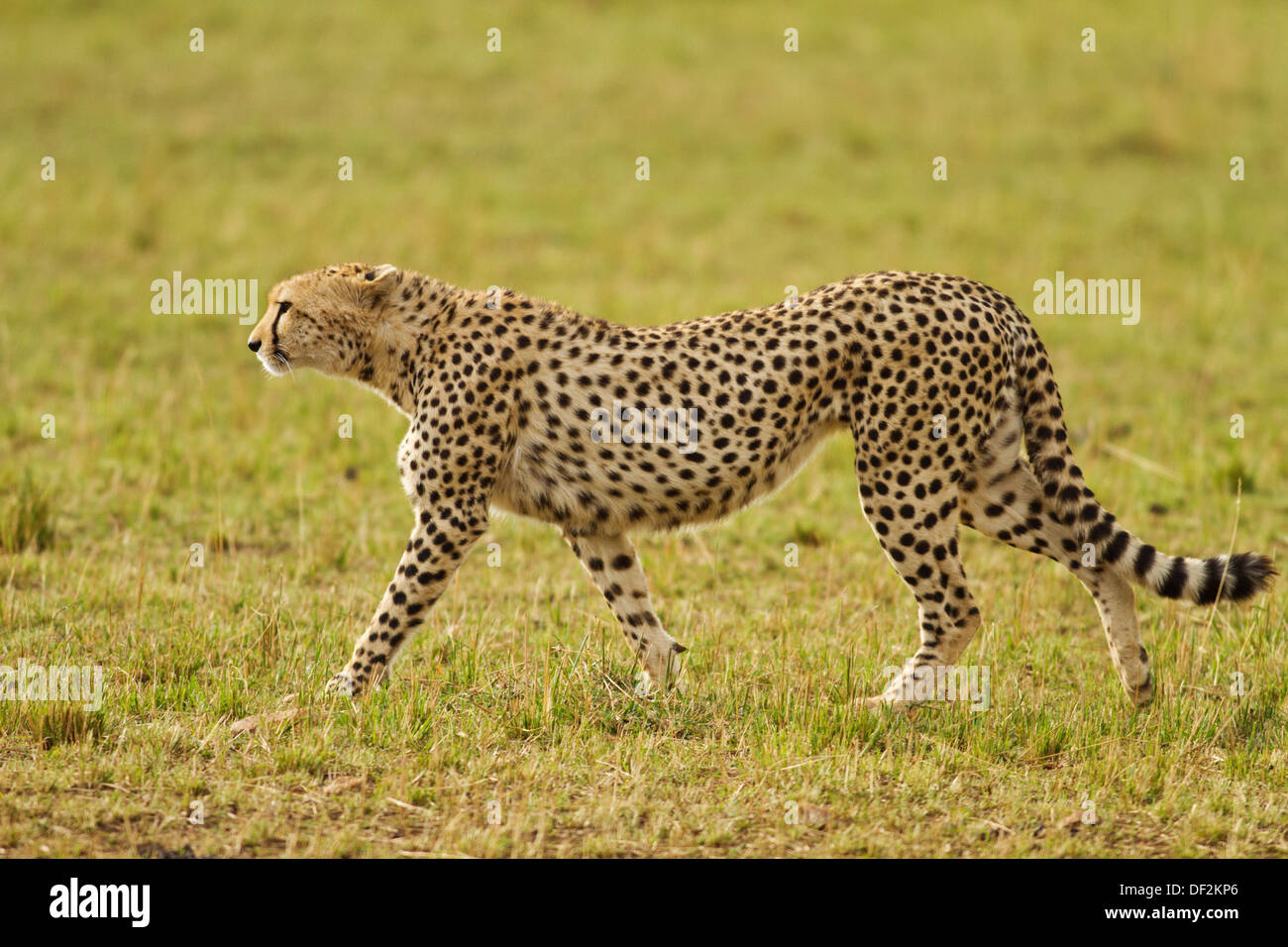 Gepard unterwegs. Stockfoto