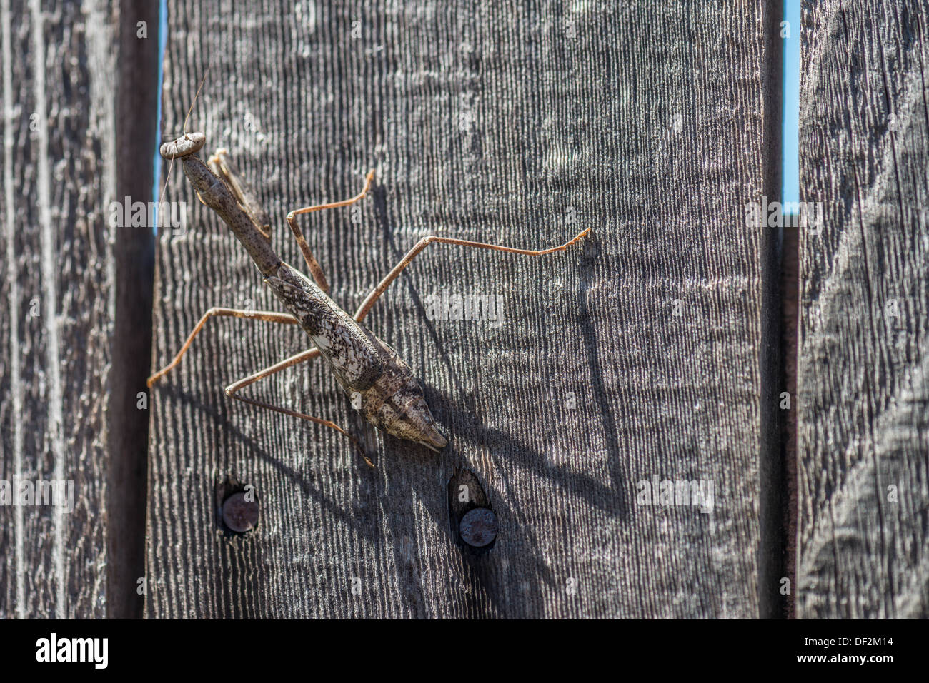 Eine braune Gottesanbeterin, Mantodea, auf einen Holzzaun. Stockfoto