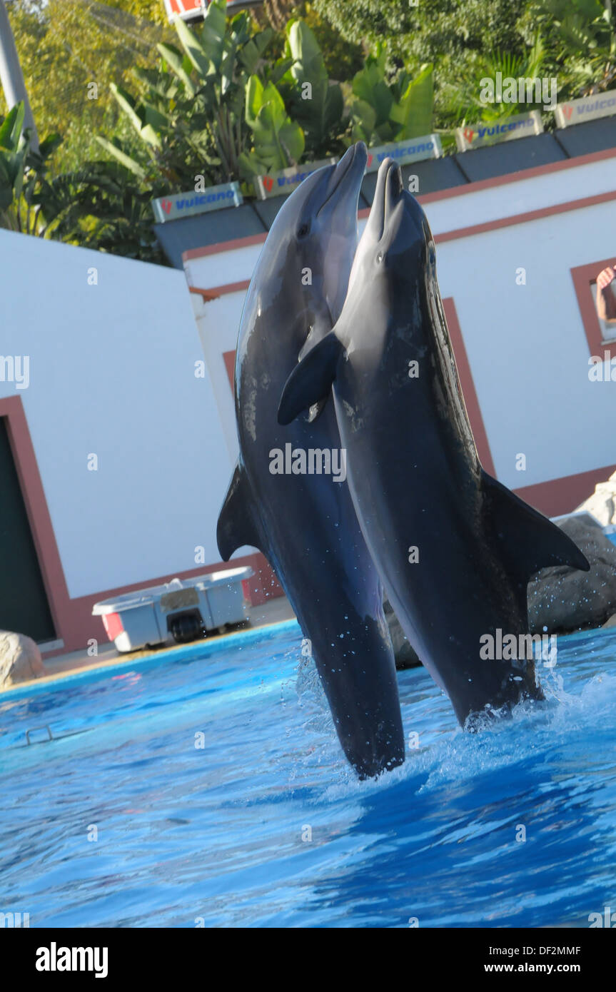 Zoo von Lissabon PORTUGAL Stockfoto