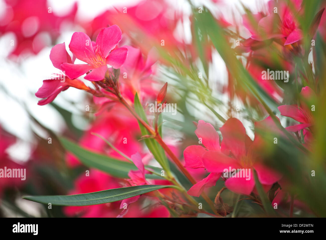 Foto von Pinky ländliche Blumen Stockfoto