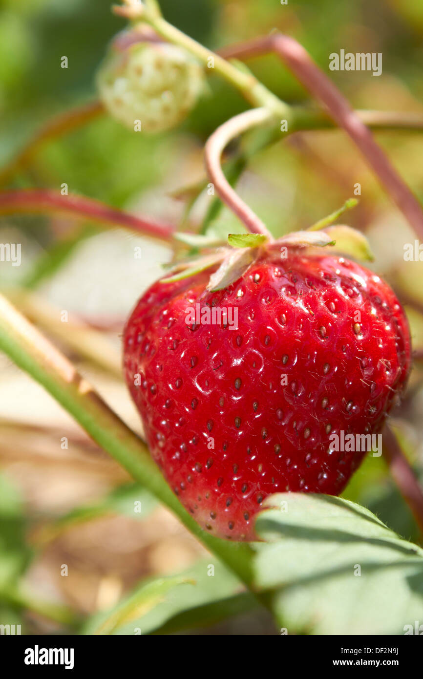 Reife Erdbeere im Feld Stockfoto
