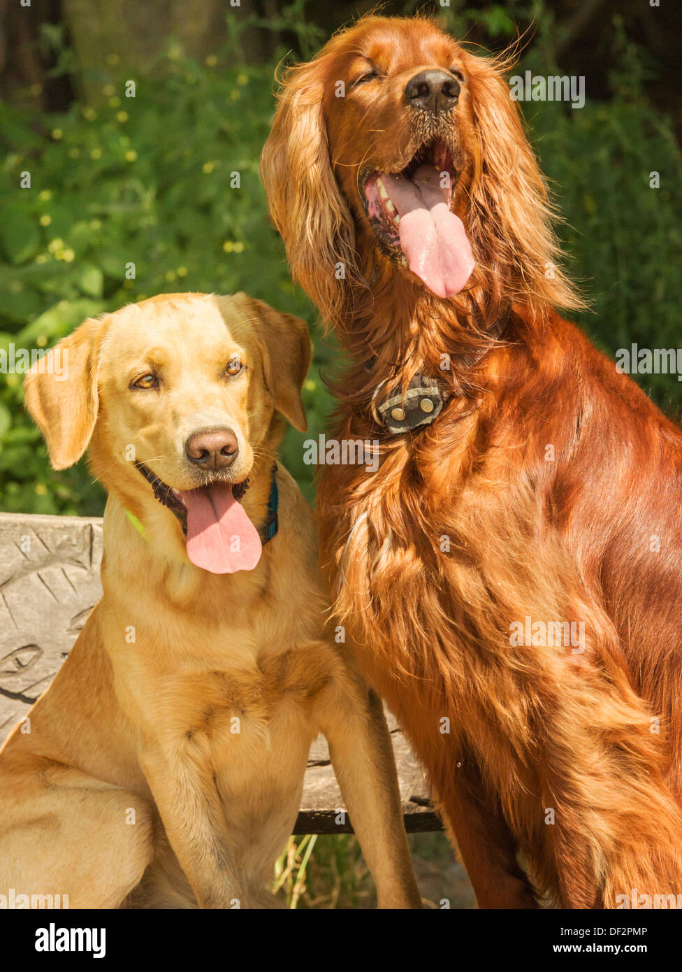 Zwei Hunde sitzen auf einer Bank und schauen an den Eigentümer Stockfoto
