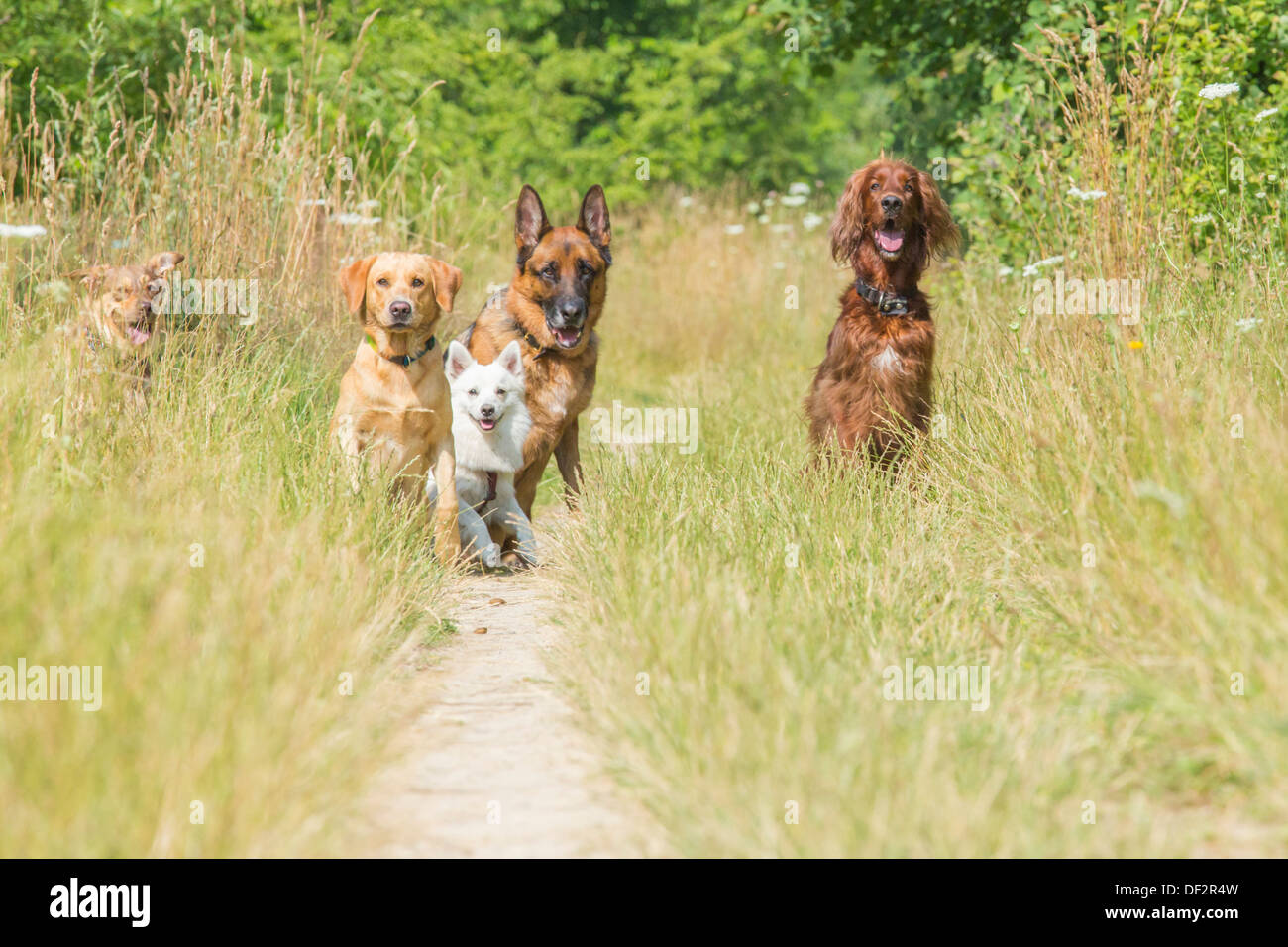 Eine Gruppe von Hunden warten auf des auszuführende Befehls des Trainers Stockfoto