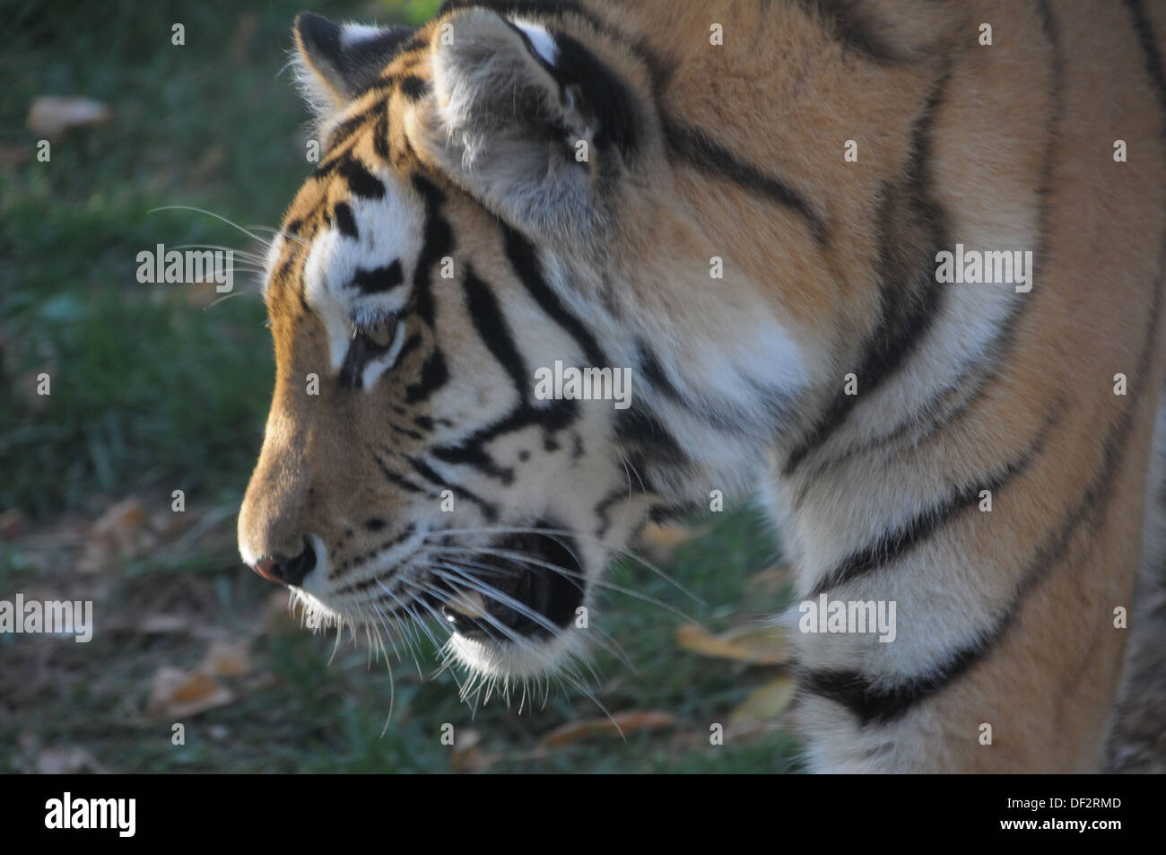 Zoo von Lissabon PORTUGAL Stockfoto