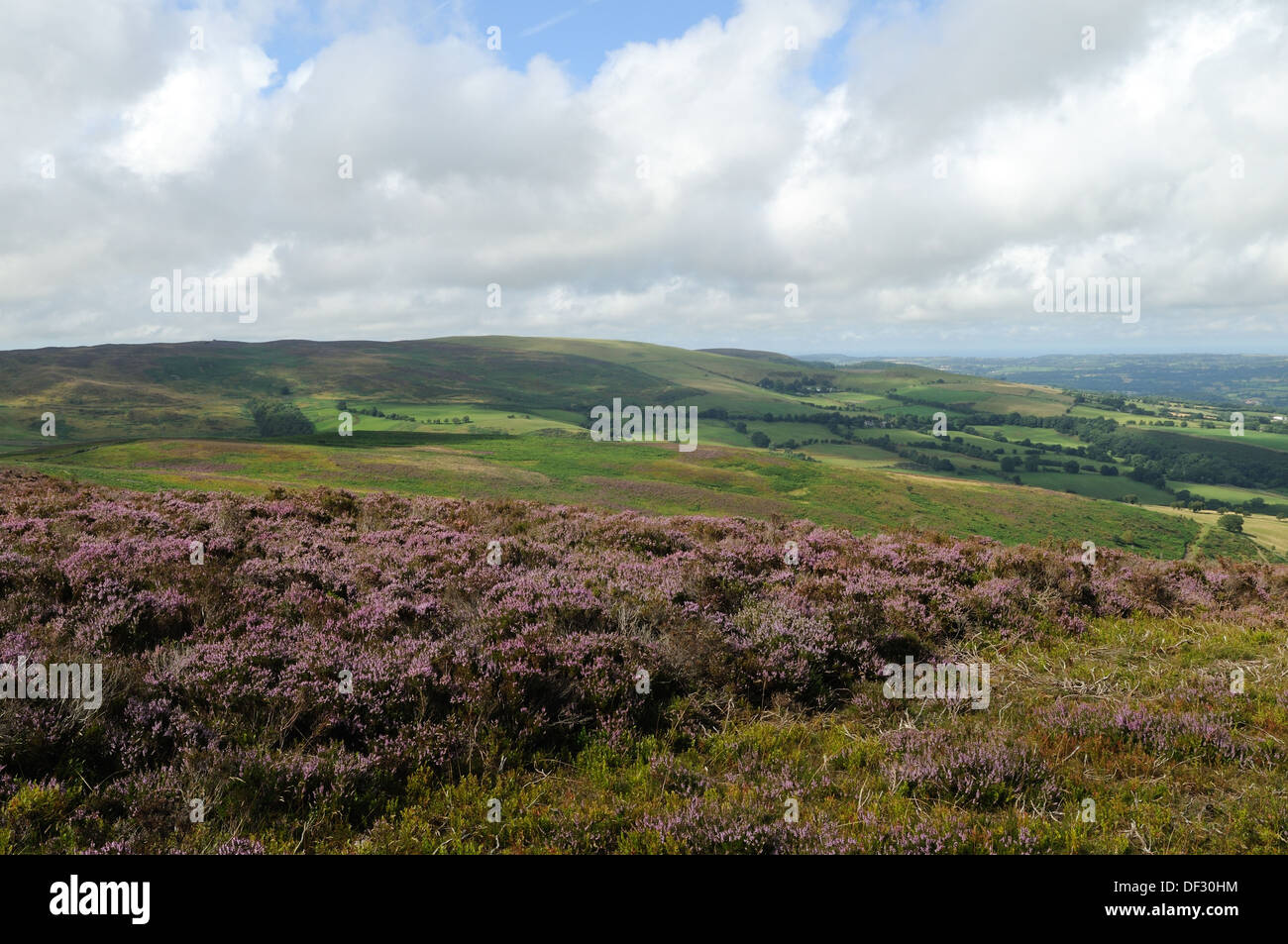 Heather und Wellen von Licht Moel Famau Clwydian Bereich Flintshire Wales Cymru UK GB Stockfoto