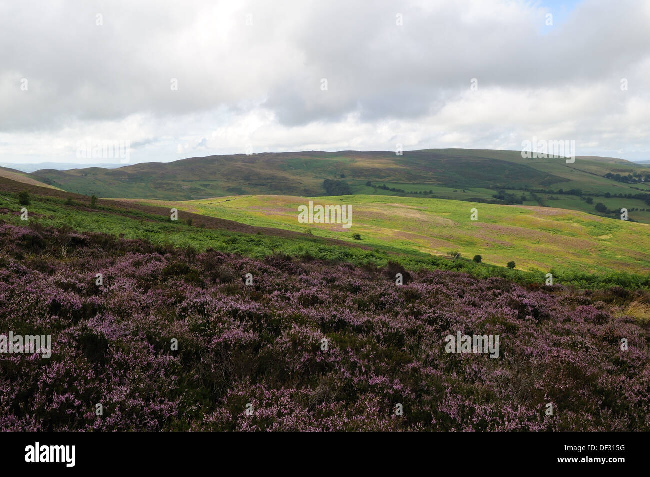 Heather und Wellen von Licht Moel Famau Clwydian Bereich Flintshire Wales Cymru UK GB Stockfoto