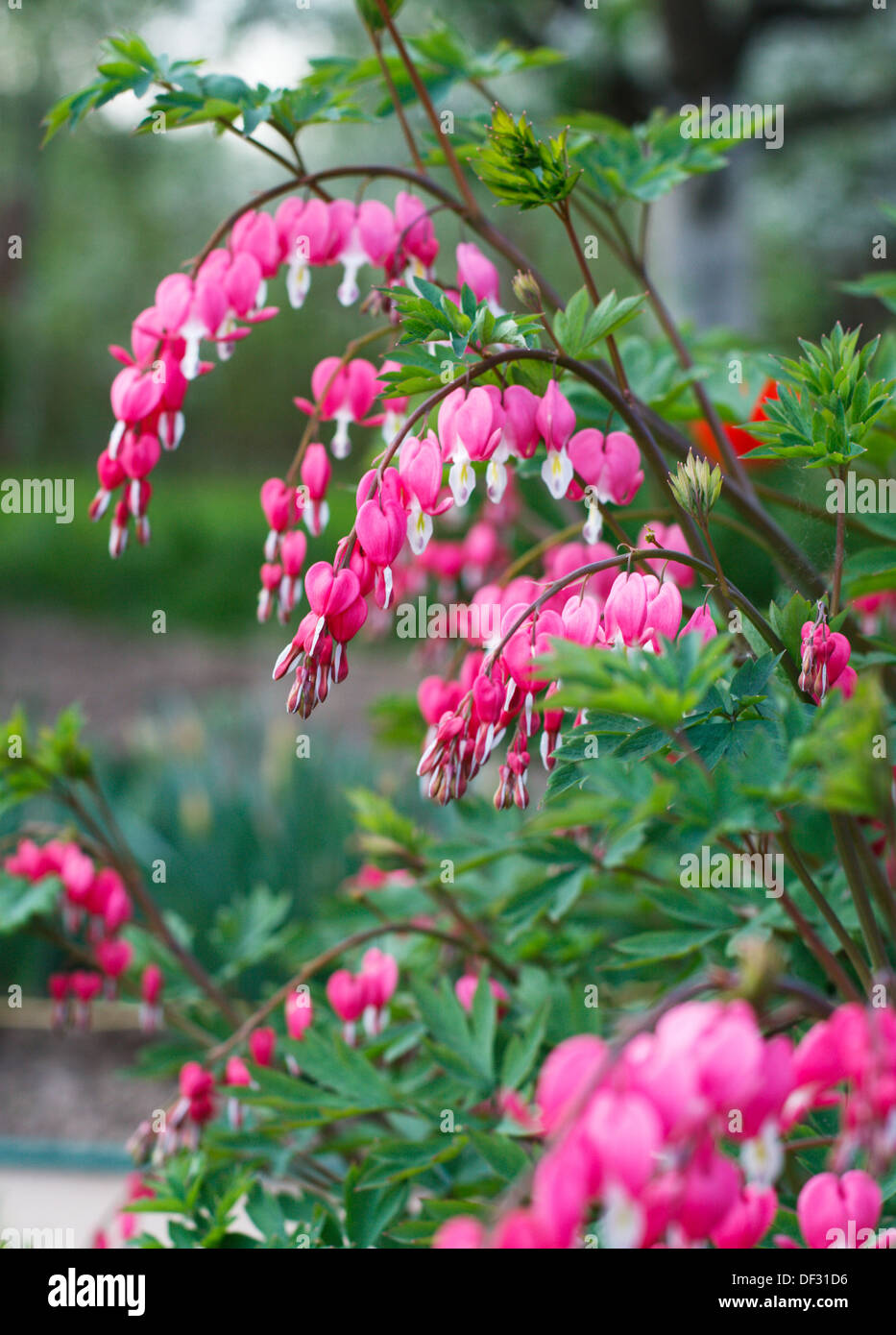 Tränendes Herz Blumen (Dicentra Spectabils) Stockfoto