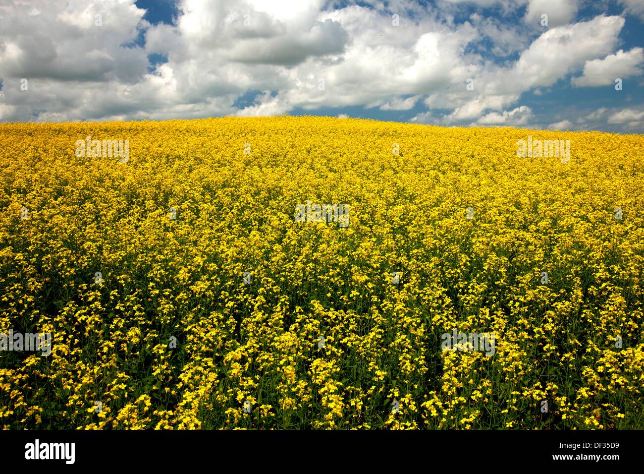 Gelben Raps Feld blühen in der Nähe von Roseisle, Manitoba Kanada Stockfoto