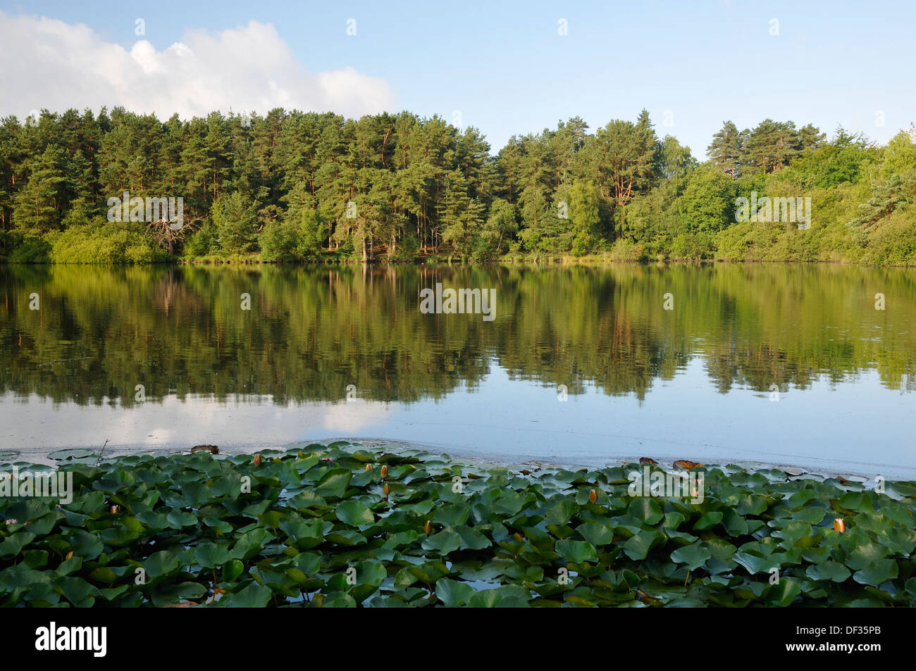 Am frühen Morgen Sonne am Burggraben, Thursley gemeinsamen NNR, Surrey Stockfoto