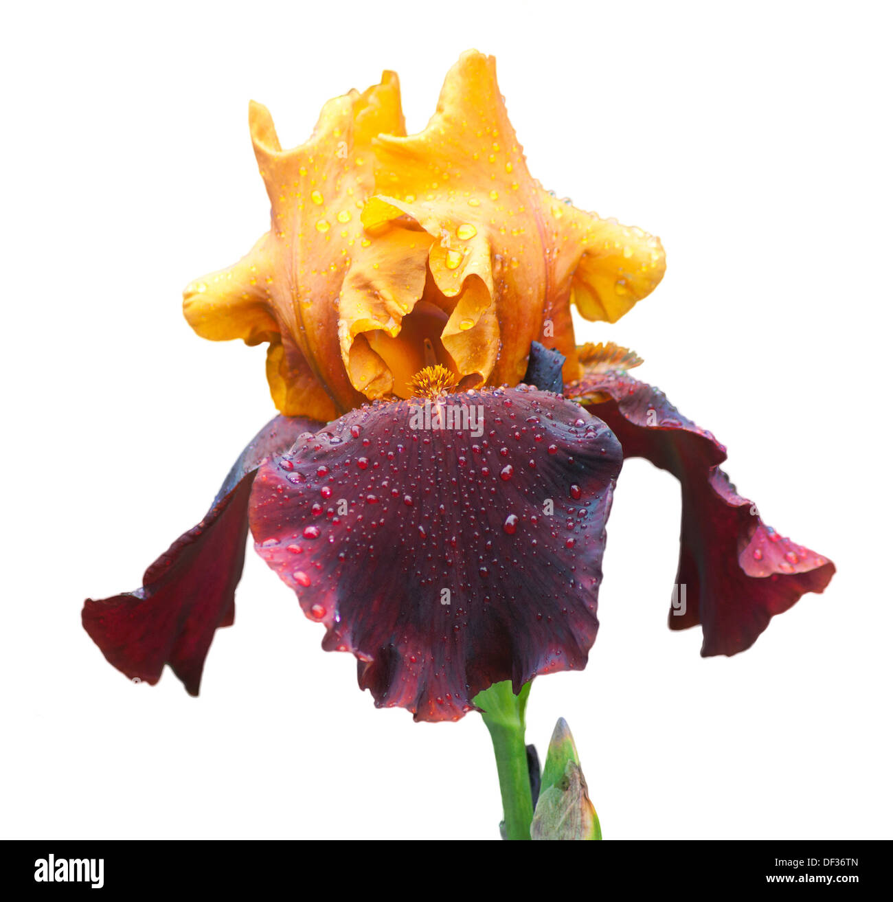 gelb und violett nass Iris isoliert auf weiss Stockfoto