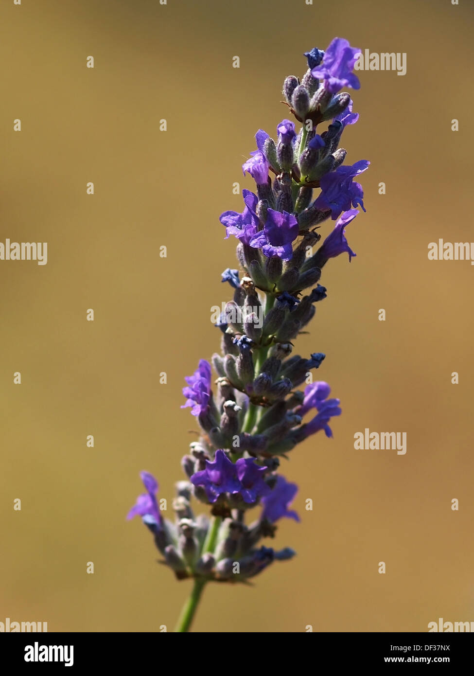 wunderschöne violette Lavendel - Hintergrund Stockfoto