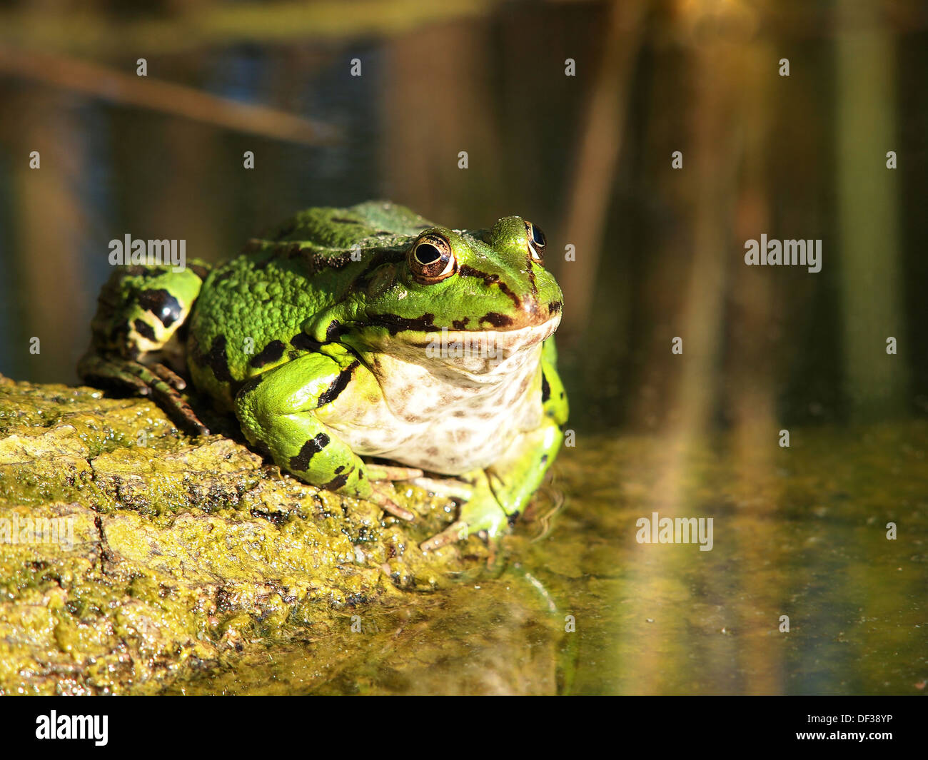 grüner Frosch im Wasser Stockfoto